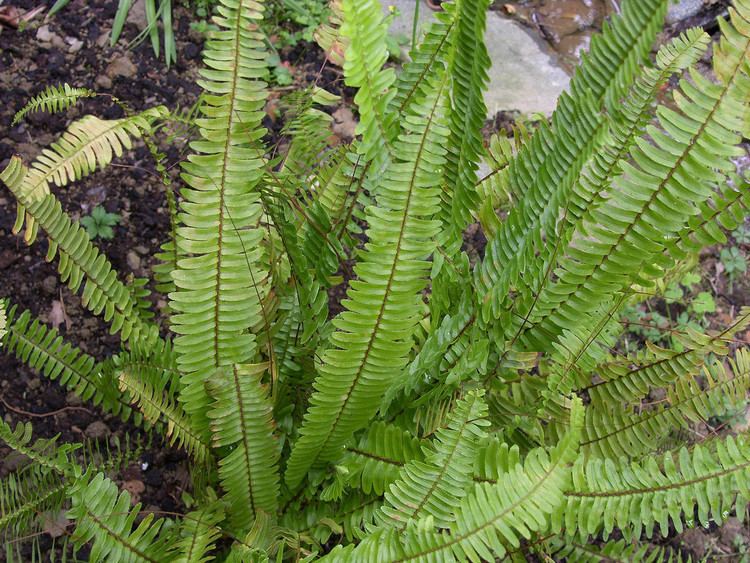 Davalliaceae Nephrolepis exaltata L Schott 1834 DAVALLIACEAE Flickr