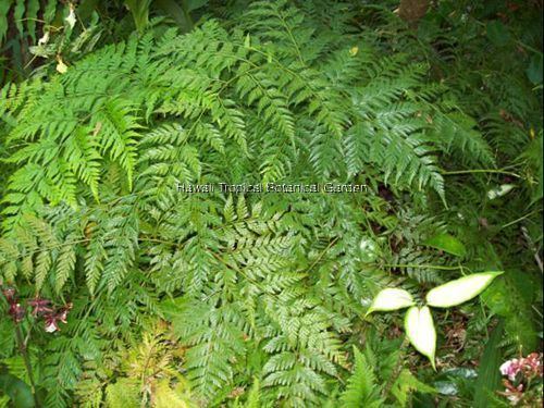 Davalliaceae Davalliaceae species list Hanging Fern of Hawaii Tropical Botanical