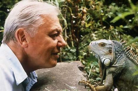 David Attenborough davidattenborough Biography of Sir David Frederick Attenborough