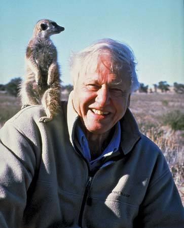 David Attenborough Sir David Attenborough English broadcaster and author Britannicacom