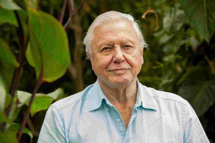 David Attenborough Sir David Attenborough in butterfly survey plea From