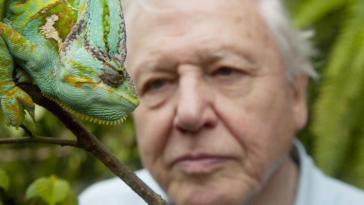 David Attenborough's Natural Curiosities Natural Curiosities David Attenborough Network Ten