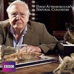 David Attenborough's Natural Curiosities David Attenborough39s Natural Curiosities Season 1 YouTube