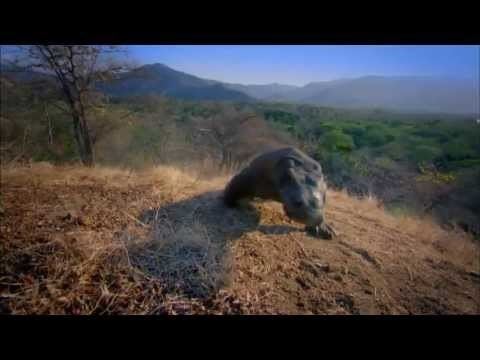 David Attenborough's Rise of Animals: Triumph of the Vertebrates Rise of Animals with David Attenborough Trailer YouTube