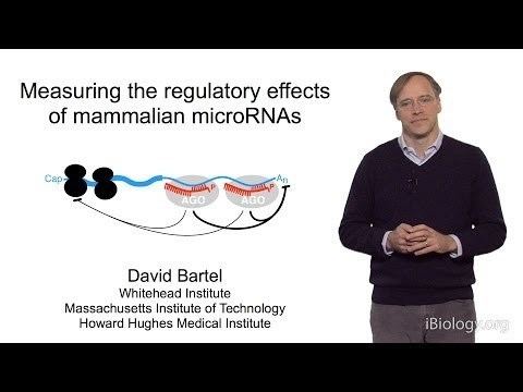David Bartel David Bartel Whitehead InstituteMITHHMI Part 2 MicroRNAs