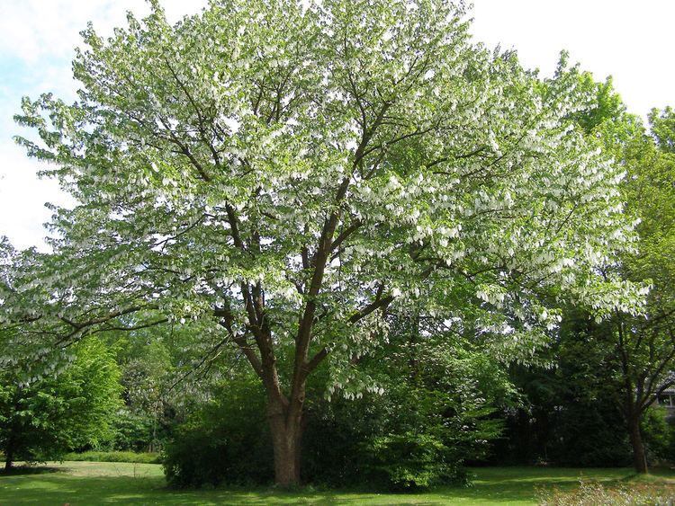 Davidia involucrata Davidia involucrata Ghost Tree Dove Tree Leafland