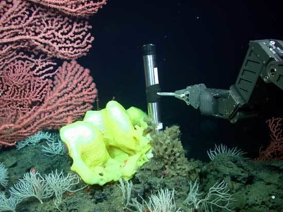 Davidson Seamount sanctuarymonitoringorgregionalimagesmonitoring