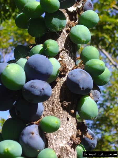 Davidsonia jerseyana Davidsonia jerseyana Davidson Plum NSW Tree