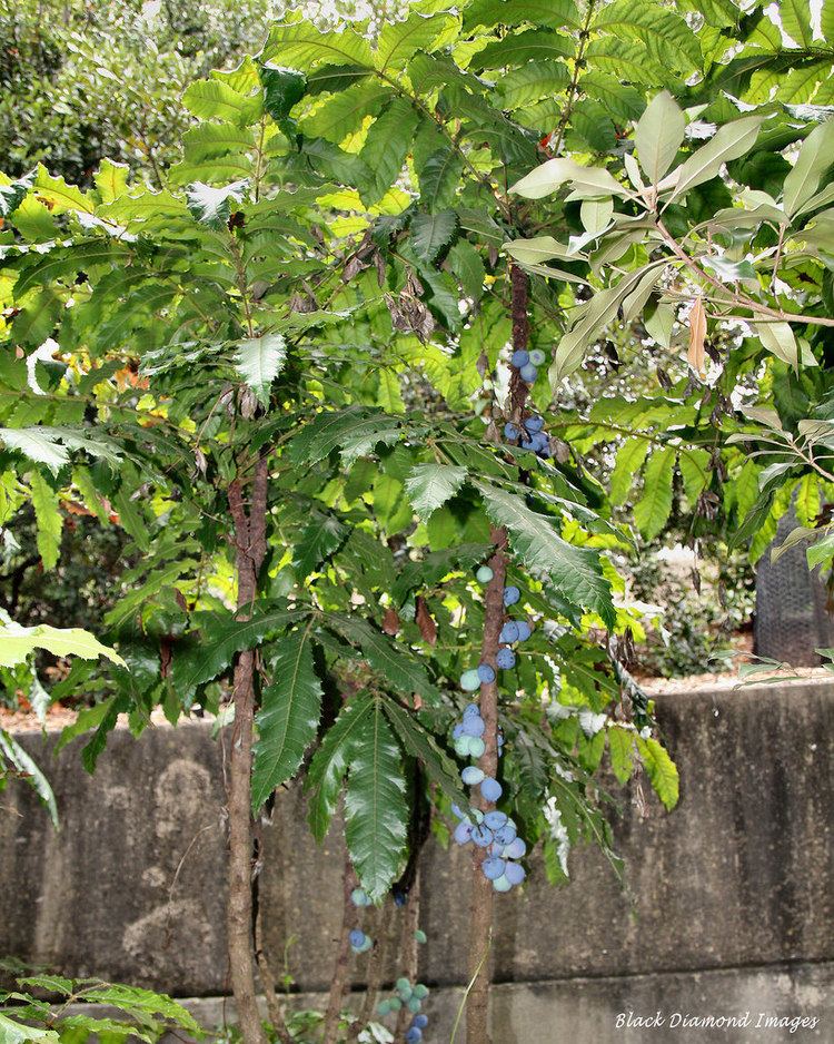 Davidsonia jerseyana Davidsonia jerseyana Davidson39s Plum Mt Annan Botanic G Flickr