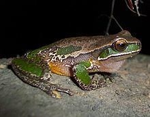 Davies' tree frog httpsuploadwikimediaorgwikipediacommonsthu