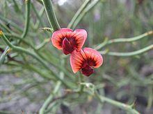 Daviesia brevifolia httpsuploadwikimediaorgwikipediacommonsthu