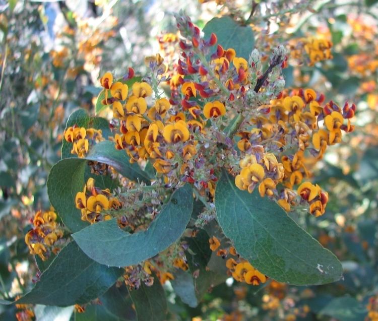 Daviesia latifolia httpsuploadwikimediaorgwikipediacommons44