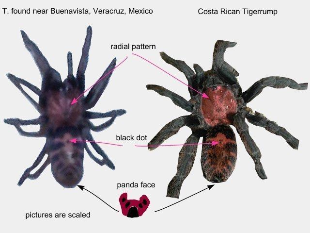 Davus DavusC fasciatus lookalike living in Mexico Arachnoboards