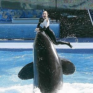 Dawn Brancheau performing with a big Orca at SeaWorld, Orlando, Florida, and wearing a black and white wetsuit.