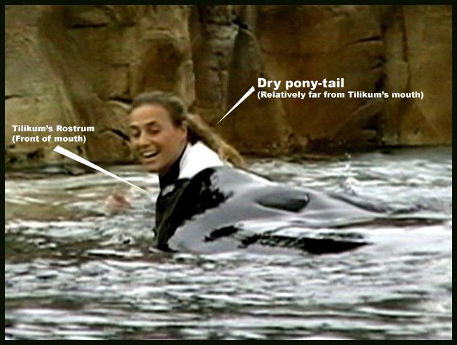 Footage showing Dawn Brancheau lies down with Tilikum before he grabs her.