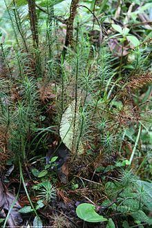 Dawsonia longifolia httpsuploadwikimediaorgwikipediacommonsthu
