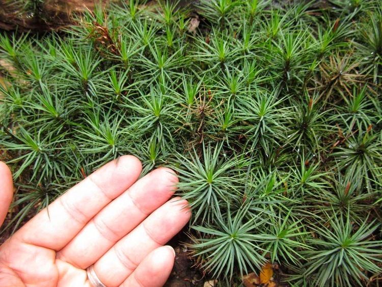 Dawsonia (plant) PhyloBotanist Botany post 199 Dawsonia superba