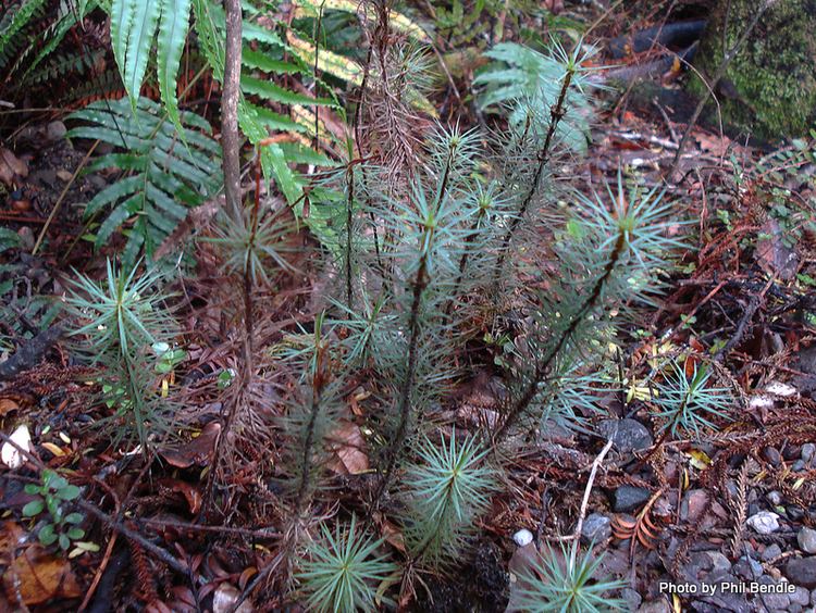 Dawsonia (plant) TERRAIN Taranaki Educational Resource Research Analysis