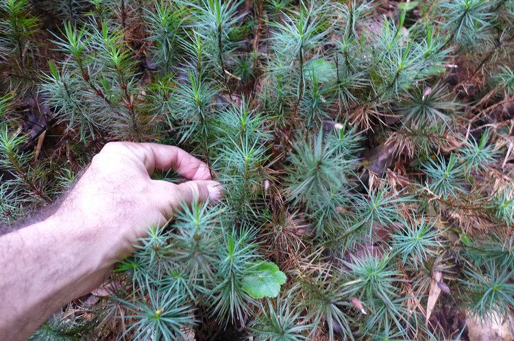 Dawsonia superba Dawsonia superba the world39s biggest moss Along Bilboroug Flickr