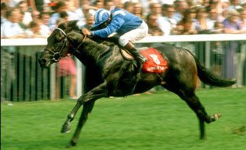 Dayjur Champion sprinter Dayjur dies aged 26 UK Bloodstock News Racing Post