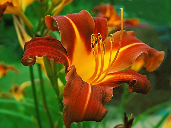 Daylily Daylily Hemerocallis Nutrition Facts Benefits Uses Pictures