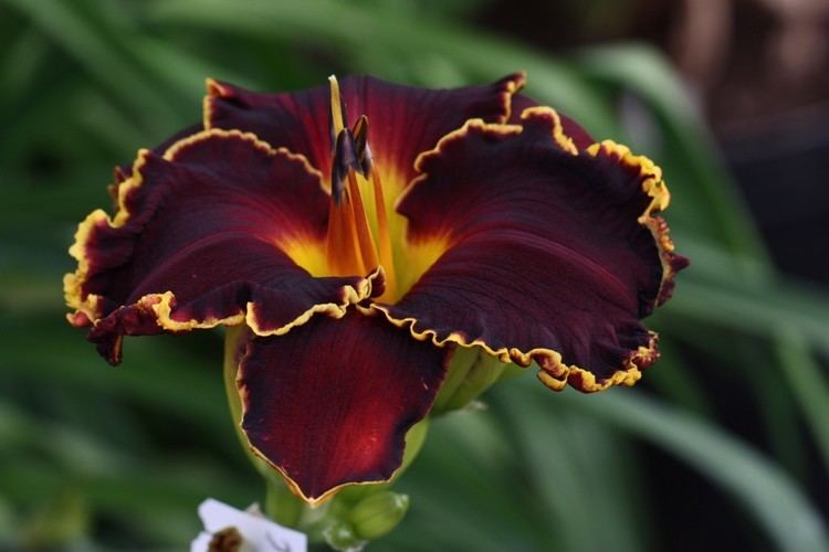 Daylily Daylily introductions by Mark Sattelmeier Day Lily Auction user