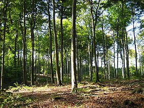 Düben Heath Nature Park httpsuploadwikimediaorgwikipediacommonsthu