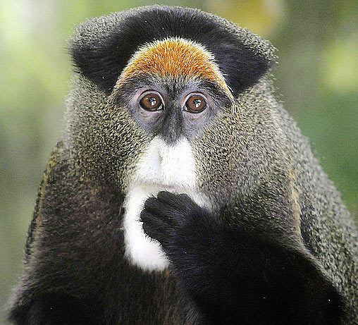 De Brazza's monkey De Brazza39s Monkey Noble White Beard Animal Pictures and Facts