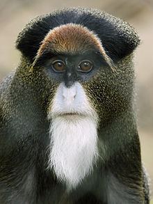 De Brazza's monkey httpsuploadwikimediaorgwikipediacommonsthu