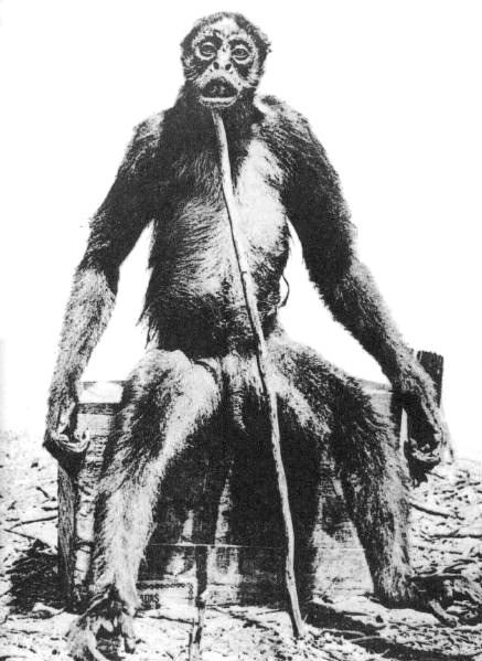 De Loys' Ape