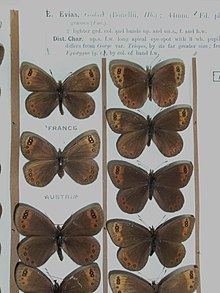 De Prunner's ringlet httpsuploadwikimediaorgwikipediacommonsthu