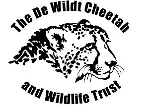 De Wildt Cheetah and Wildlife Centre Bubbles the Cheetah