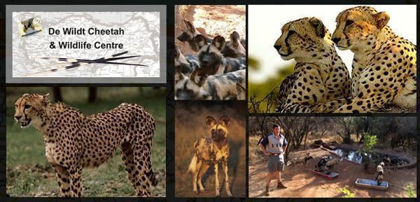 De Wildt Cheetah and Wildlife Centre Cardinal Tours De Wildt Cheetah amp Wildlife Centre