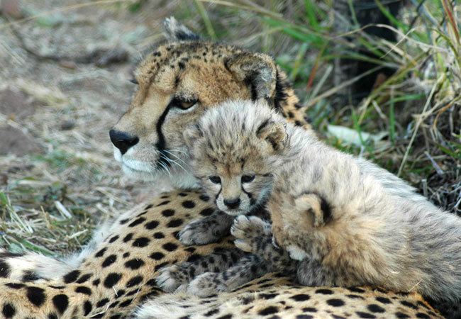 De Wildt Cheetah and Wildlife Centre Visit De Wildt Cheetah amp Wildlife Centre