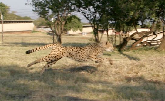 De Wildt Cheetah and Wildlife Centre De Wildt Cheetah and Wildlife Center South Africa INJOY LURE