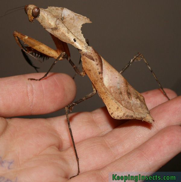 Dead leaf mantis Dead Leaf Mantis Deroplatys desiccata Keeping Insects
