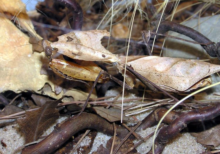 Dead leaf mantis FileBristolzoodeadleafmantisarpjpg Wikimedia Commons