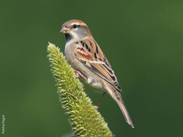 Dead Sea sparrow wwwkuwaitbirdsorgsitesdefaultfilesstyleslar