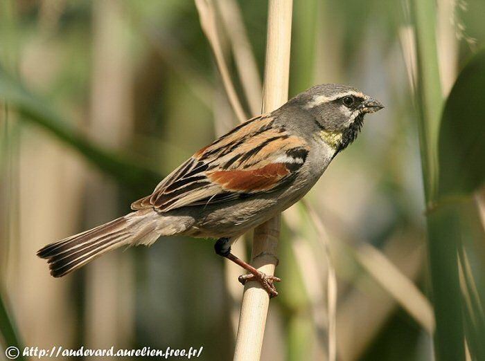 Dead Sea sparrow Mangoverde World Bird Guide Photo Page Dead Sea Sparrow Passer