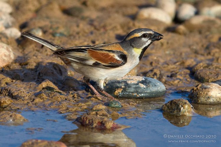 Dead Sea sparrow Dead Sea Sparrow Passer moabiticus ssp mesopotamicus photo