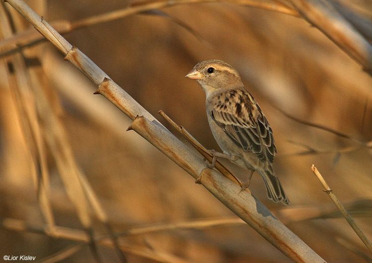 Dead Sea sparrow Birds of Israel Passeriformes Dead Sea Sparrow
