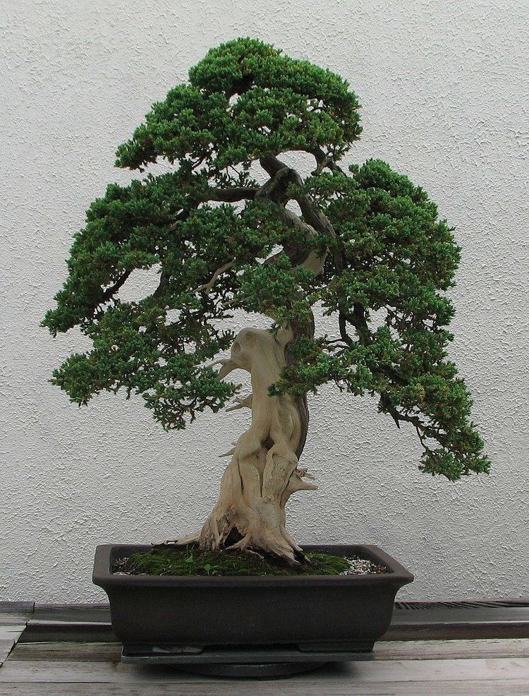 Deadwood bonsai techniques