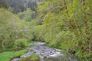 Deadwood Creek (Oregon) httpsuploadwikimediaorgwikipediacommonsthu