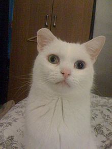 Deaf white cat httpsuploadwikimediaorgwikipediacommonsthu