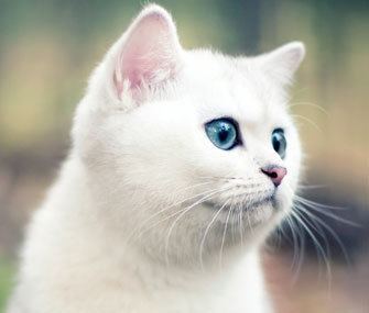 Deaf white cat Are White Cats With Blue Eyes More Likely to Go Deaf