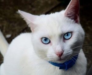 Deaf white cat The White Cat Phenomenon The Pet Product Guru