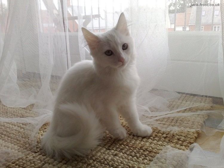 Deaf white cat Deaf White Kitten Spot