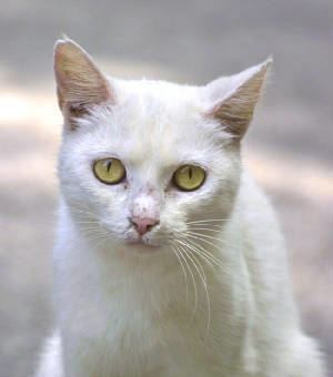 Deaf white cat Deaf White Cats