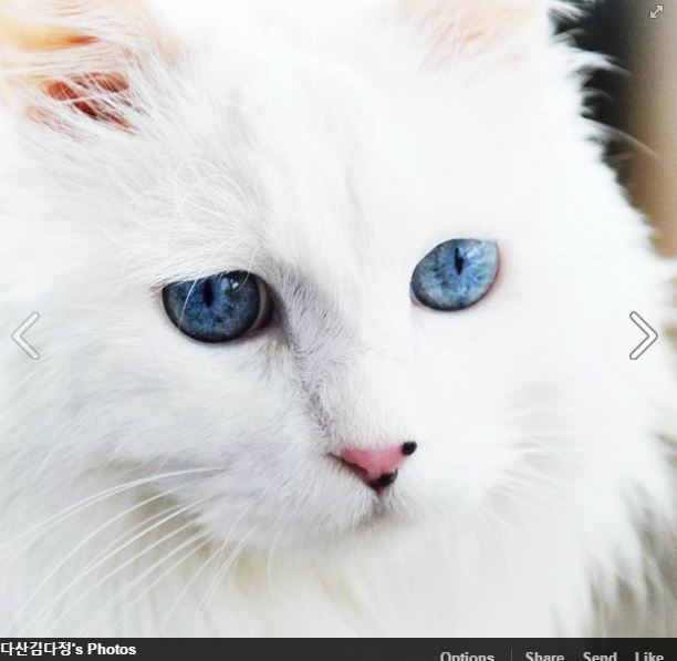 Deaf white cat The Truth About White Cats With Blue Eyes Life With Cats