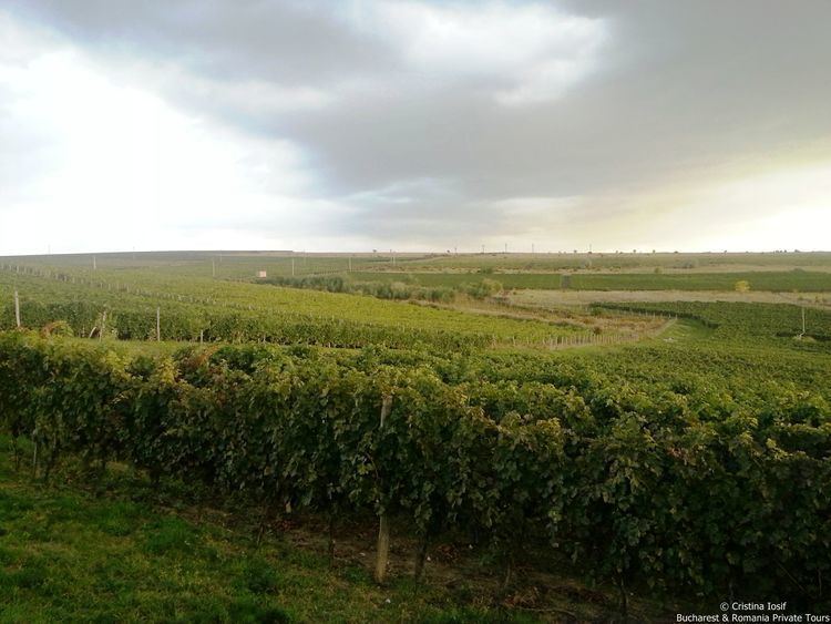 Dealu Mare wine region httpsunknownbucharestdotcomfileswordpresscom